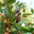 abeja