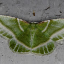 Showy Emerald