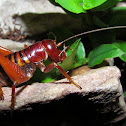 King cricket aka Parktown Prawn