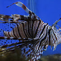 Red Lionfish