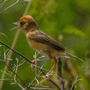 Bright-capped Cisticola