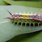 Four Spotted Cup Moth Caterpillar