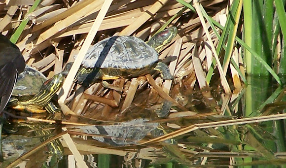 Spotting Image 1
