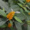 Lollipop Plant