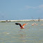 American flamingo