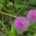 Little-Leaf Sensitive Briar