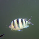 Indo-Pacific Sergeant