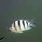 Indo-Pacific Sergeant