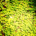 Golden moneywort