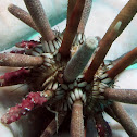 Slate-Pencil Urchin