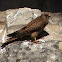 Common Kestrel Female