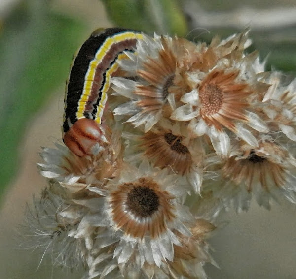 Striped Garden Caterpillar Project Noah