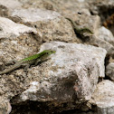 lagartija