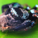 Jumping Spider