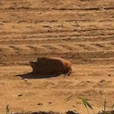 Common snapping turtle