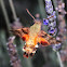 African hummingbird moth