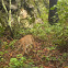 Gato montés, Bobcat