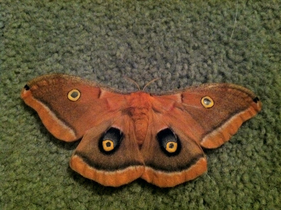 Spotting Image 1