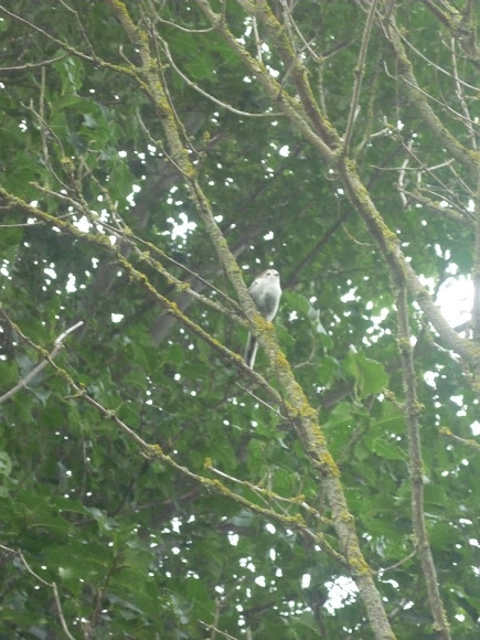 Spotting Image 1