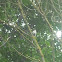 Long-tailed Tit