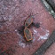 Assassin Bug