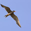 River Tern
