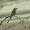 Little Green Bee-eater