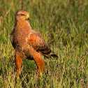 Savanna Hawk