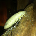 Madagascar Hissing Cockroach