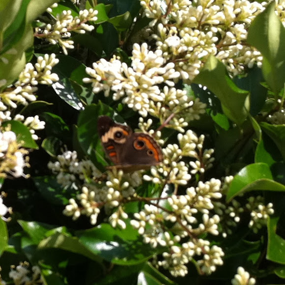 Spotting Image 1