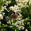Common Buckeye