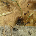 Hyménoptères : Abeilles, Guêpes, Bourdons, Frelons, Fourmis de France