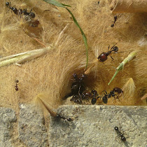 Hyménoptères : Abeilles, Guêpes, Bourdons, Frelons, Fourmis de France