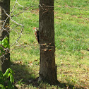 Pileated Woodpecker