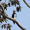Harpy Eagle