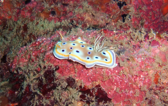 Spotting Image 1