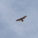 Unknown spotting