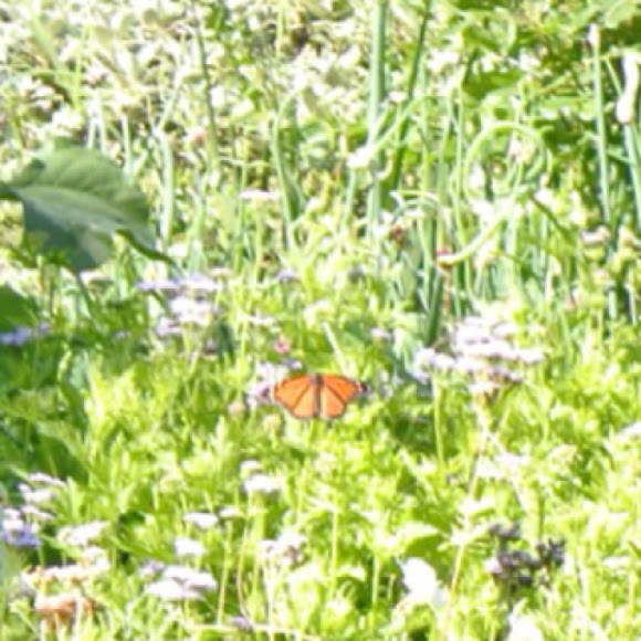 Spotting Image 1