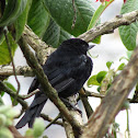 Black Flowerpiercer