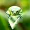 Jewel Beetle