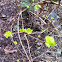 Ninebark