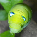 Oleander hawk moth caterpillar