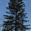 Coast Redwood