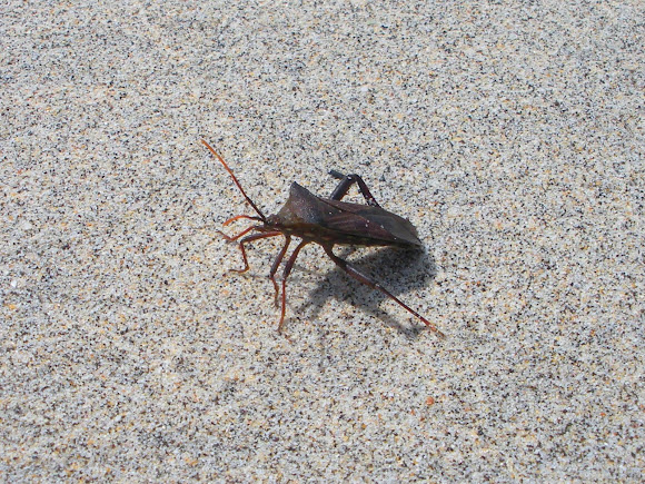 Spotting Image 1