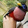 Philippine Wildlife