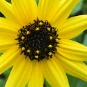 Beach Sunflower