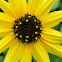 Beach Sunflower