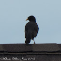 Javan Myna
