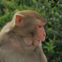 Rhesus Macaque