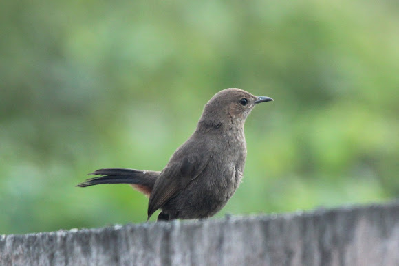 Spotting Image 1